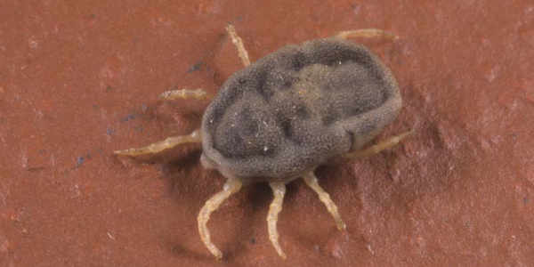 09-argasid-soft-tick-relapsing-fever-ornithodoros-parkeri-argasidae-acari-arachnida-bloodsucker.jpg