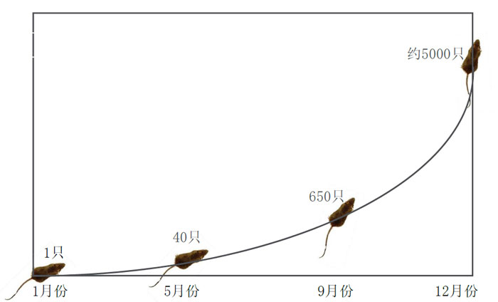 老鼠繁殖力圖.jpg