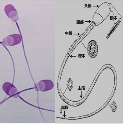 豬精子結構