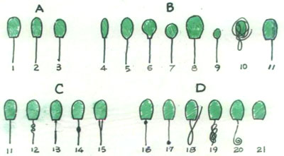 精子形態圖.jpg