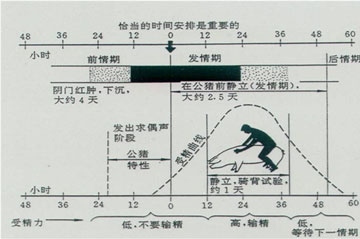 母豬發情檢查.jpg